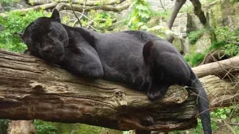 Zoológico de Edimburgo