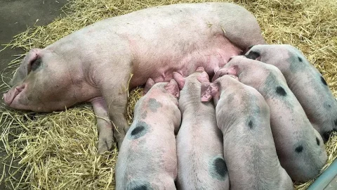 Folly Farm