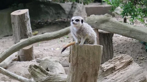 Zoológico de Newquay