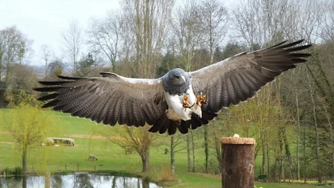 Centro Internacional de Aves de Rapina (ICBP)