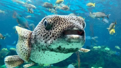 The Florida Aquarium