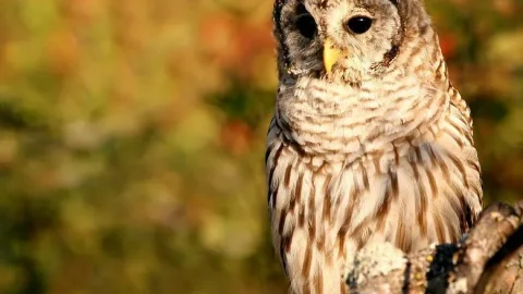 Alaska Raptor Center