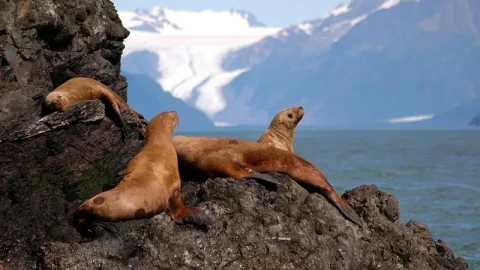 Refúgio Nacional de Vida Selvagem Marinha do Alasca