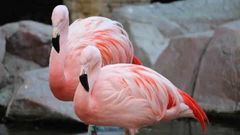 Disney’s Animal Kingdom® Theme Park