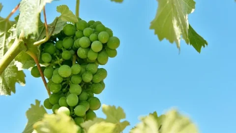 Vinícola Vindemia