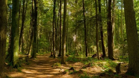 Parque Estadual Whitefish Dunes