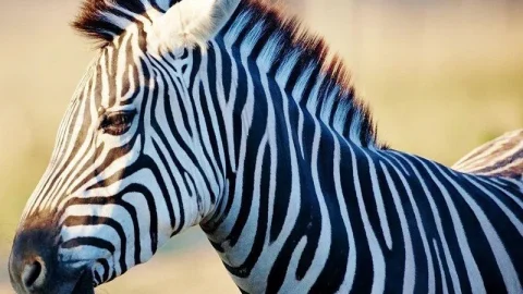 Parque Africano de Vida Selvagem