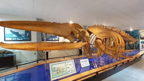 Museu Oceanográfico Nacional do Vietnã