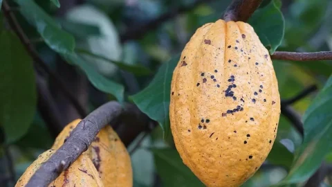 Fazenda de Cacau Muoi Cuong