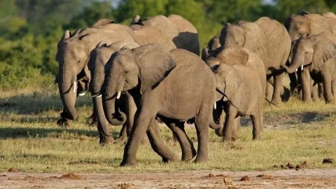 Parque Nacional Hwange
