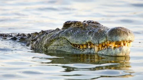 Fazenda de Crocodilos de Victoria Falls