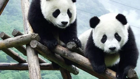 Base de Pesquisa de Criação do Panda-Gigante de Chengdu