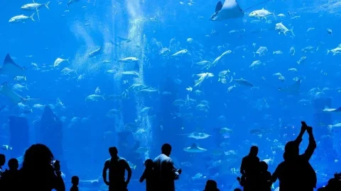 Planet Ocean Montpellier