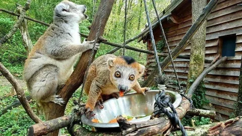 Reserva Zoológica de Calviac