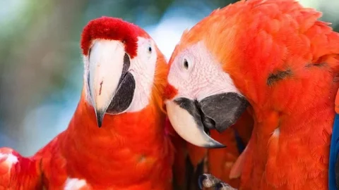 Parque de Aves e Reserva Natural Macaw Mountain