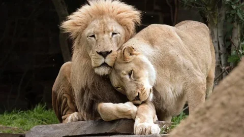 Parque Nacional Gir