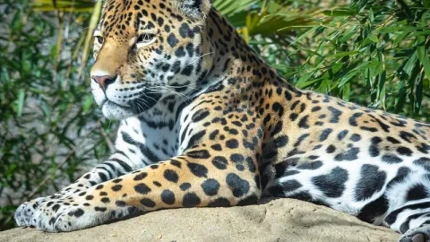 Parque Zoológico Nandankanan