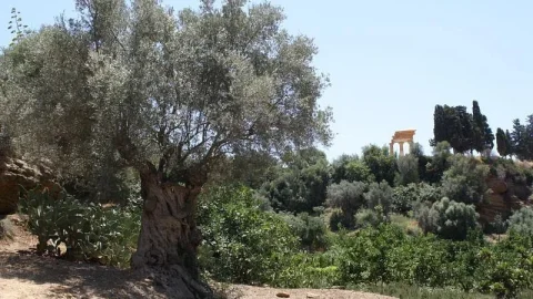 Jardim da Kolymbethra