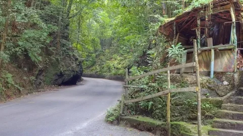 Fern Gully