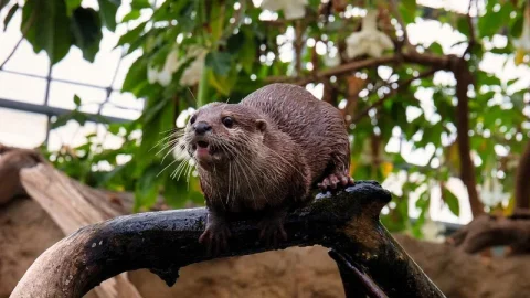 Kobe Animal Kingdom