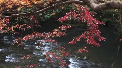 Rio Kiyotaki