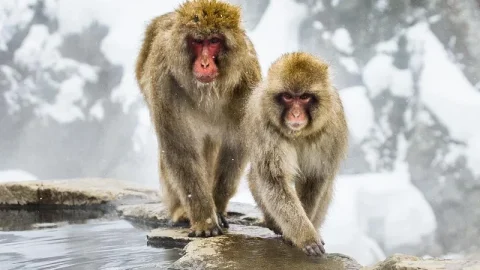 Parque dos Macacos Jigokudani (Jigokudani Yaen Koen)