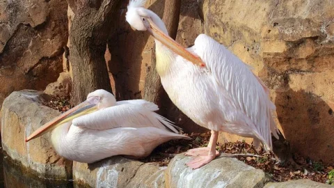 Zoológico de Yokohama "Zoorasia"
