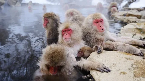 Yudanaka Onsen