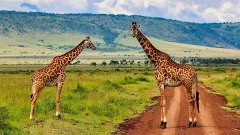 Mara Triangle