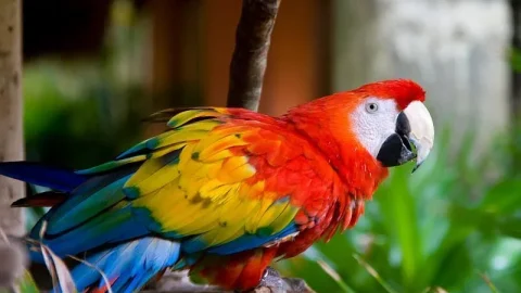 Parque das Aves de Kuala Lumpur (Taman Burung Kuala Lumpur)