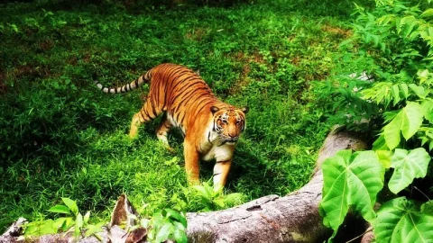 Zoológico de Taiping