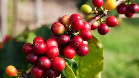 Finca La Gloria